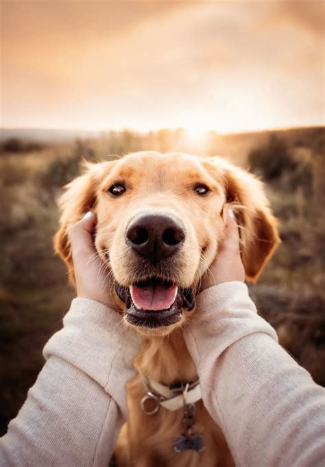 cute dog poses|poses with dog for photography.